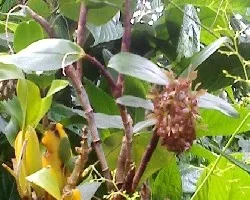 Id orquidea