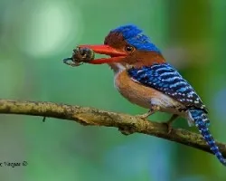 Lacedo pulchella