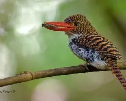 Lacedo pulchella