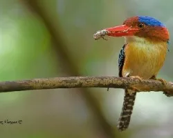 Lacedo pulchella