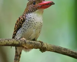 Lacedo pulchella