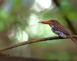 Lacedo pulchella