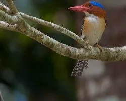 Lacedo pulchella