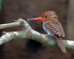 Lacedo pulchella