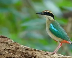 Pitta nympha