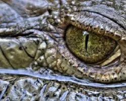 Caiman