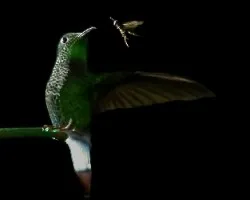 Colibri y avispa