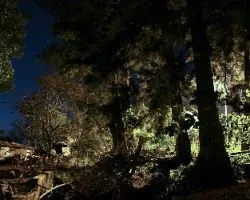 Bosque