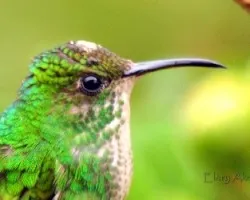 Elvira cupreiceps