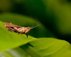 Saltamontes 