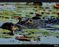 Alligator mississippiensis