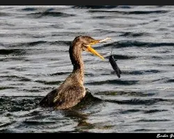 Phalacrocorax carbo