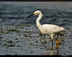 Egretta thula
