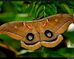 Antheraea polyphemus