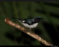Dendroica caerulescens