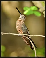 Patagona gigas