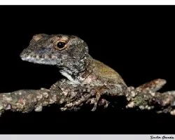 Anolis sagrei