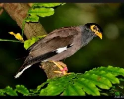 Aves de asia