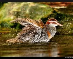 Aves de asia