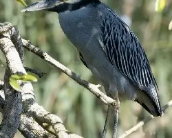 Nyctanassa violacea