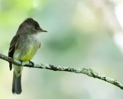 Contopus virens
