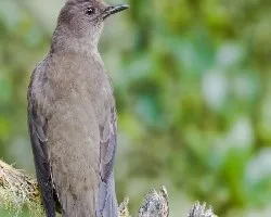 Turdus plebejus