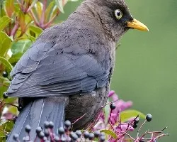 Turdus nigrescens