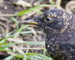 Turdus nigrescens