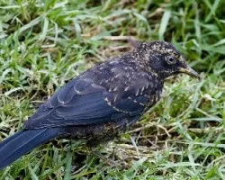 Turdus nigrescens