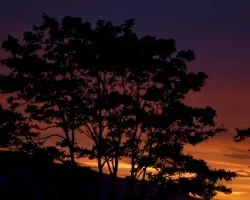 Ãrboles al atardecer