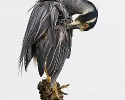 Nyctanassa violacea
