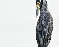 Nyctanassa violacea