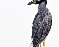 Nyctanassa violacea