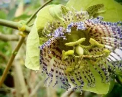 Passiflora caerulea