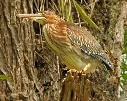 Butorides virescens