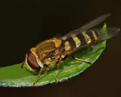 Cernidora