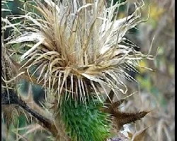 Florecillas del campo