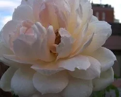 Una rosa para l@s amig@s