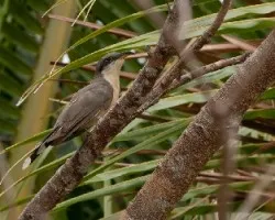 Coccyzus minor