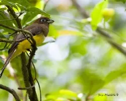 Trogon rufus