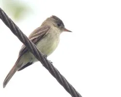 Contopus virens