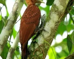 Celeus Castaneus
