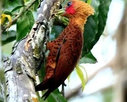 Celeus Castaneus