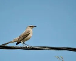 Mimus gilvus