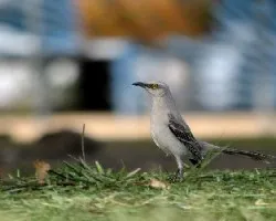 Mimus gilvus