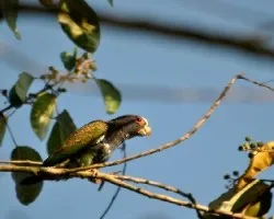 Pionus senilis
