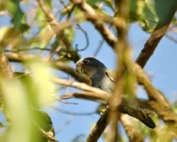 Pionus senilis