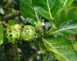 Morinda citrifolia