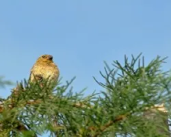 Sporophila corvina