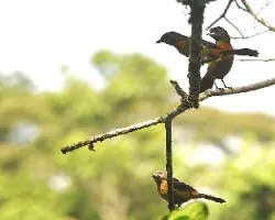 Ramphocelus costaricensis
